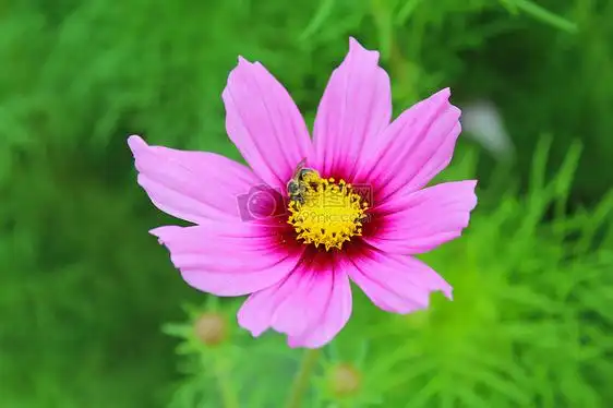 百草丛中一朵花图片素材_免费下载_jpg图片格式_vrf