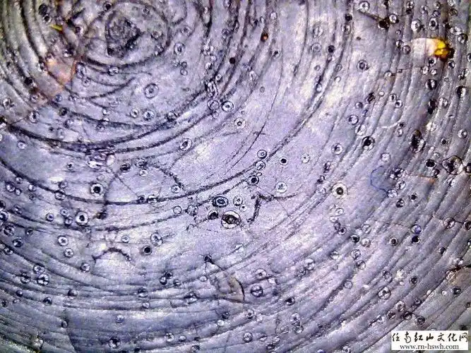 明清亚洲犀牛角微观图