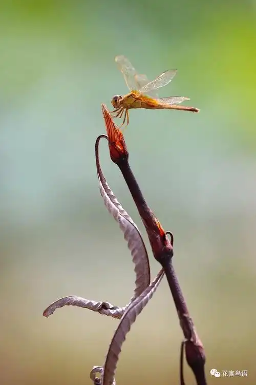 蜻蜓来点睛,枯枝败草亦入镜,灵! _湿地保护_www.shidicn.com