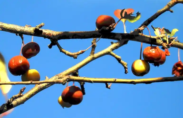 西府海棠果红了【夏果冬艳】