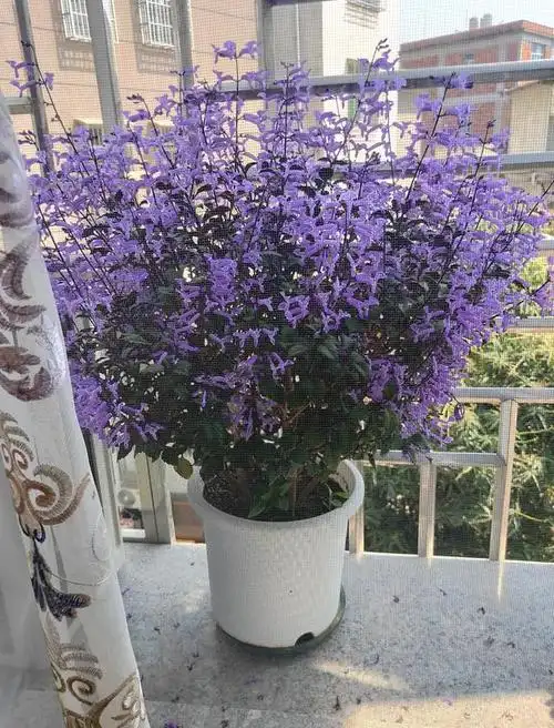 开花机器特丽莎香茶菜,南方几乎全年开花,南窗台也能养爆盆