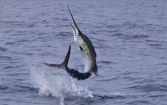 头顶利刃的剑鱼游泳速度百米三秒还能帮助设计战斗机