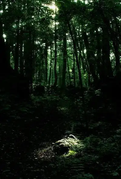 日本的自杀圣地带你走进阴森恐怖的青木原森林