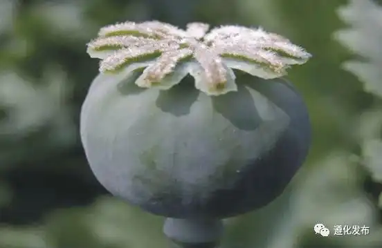 远离毒品 从我做起_罂粟