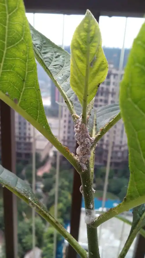 盆栽枝叶上有很多白色的虫,怎么能消灭它们?