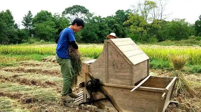 农村的打谷机越踩越有节奏感有多少年没有打谷子了