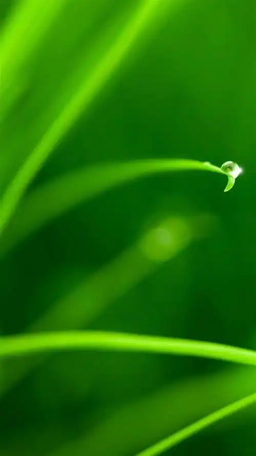 绿色植物护眼锁屏,高清图片,手机锁屏桌面-壁纸族