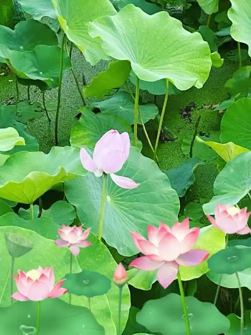 所以从这个角度纯,想要保护眼睛,日常饮食尽量种类多样,充足的补充