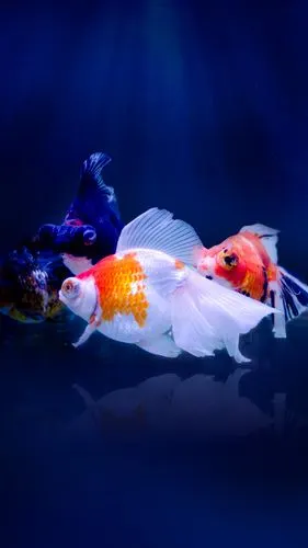 好看的观赏鱼壁纸,总有一张适合你!