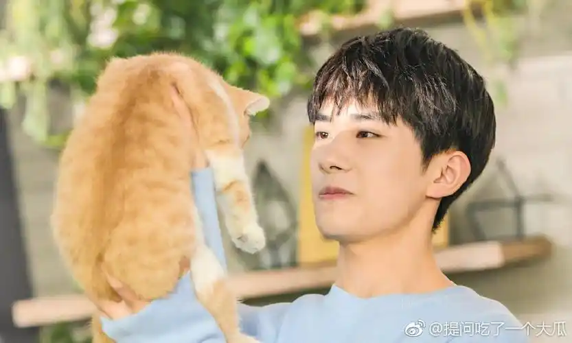 你想当易烊千玺的猫还是鹤?