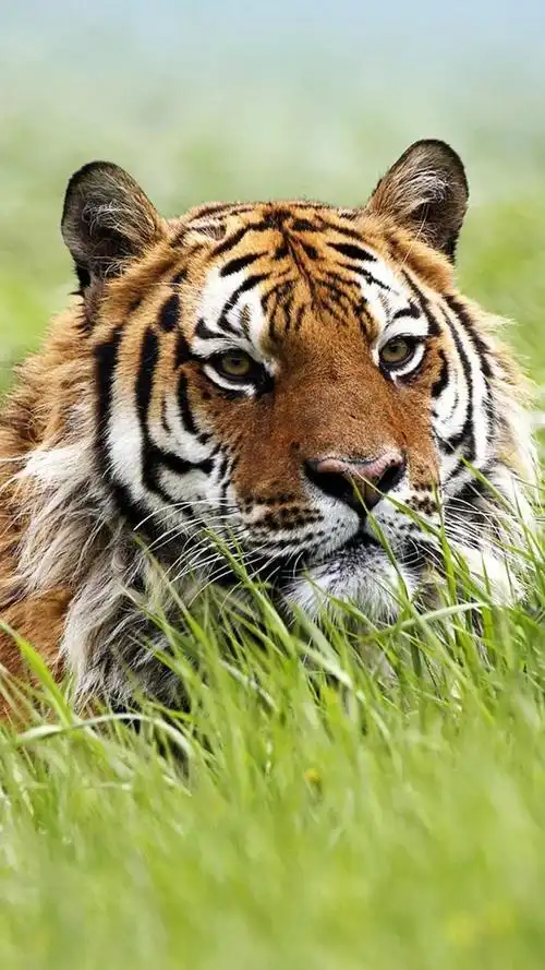 霸气的图片霸气威武强悍的老虎壁纸图