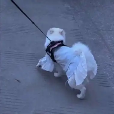 对象是狗的情侣头像高清可爱女孩和狗情头一左一右图片