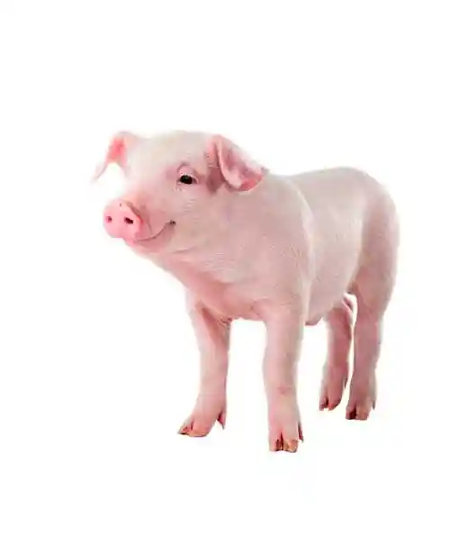 2021-11-06 22:12素材模式:会员免费描述:宠物小猪图片,宠物,猪,萌宠