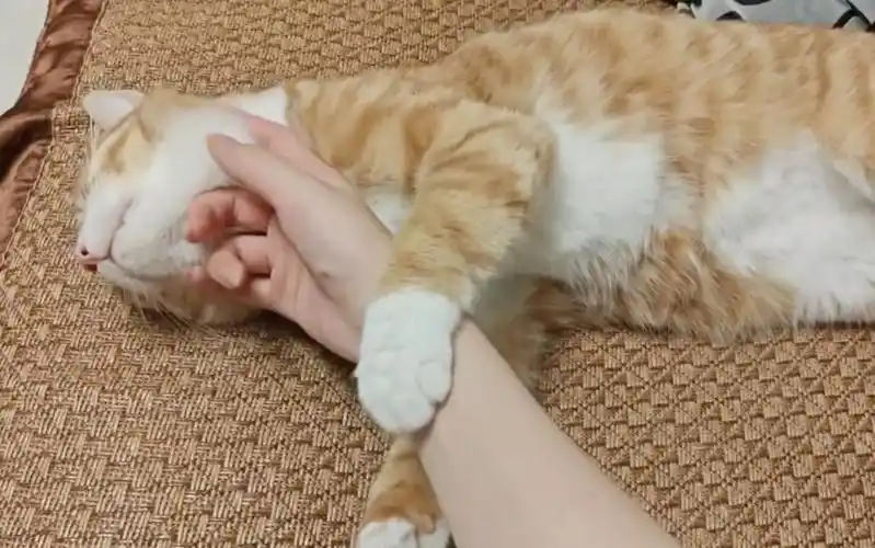 好软好软,手感真好