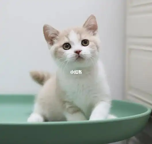 英短乳白弟弟憨憨