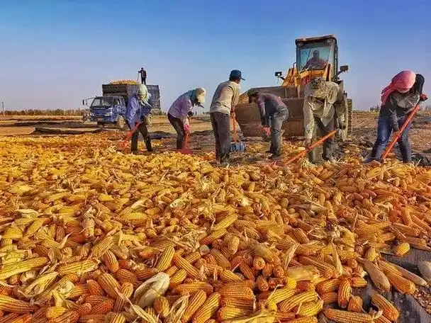 产量较高而在北方大面积播种,随着秋天的到来,玉米又到了丰收的季节