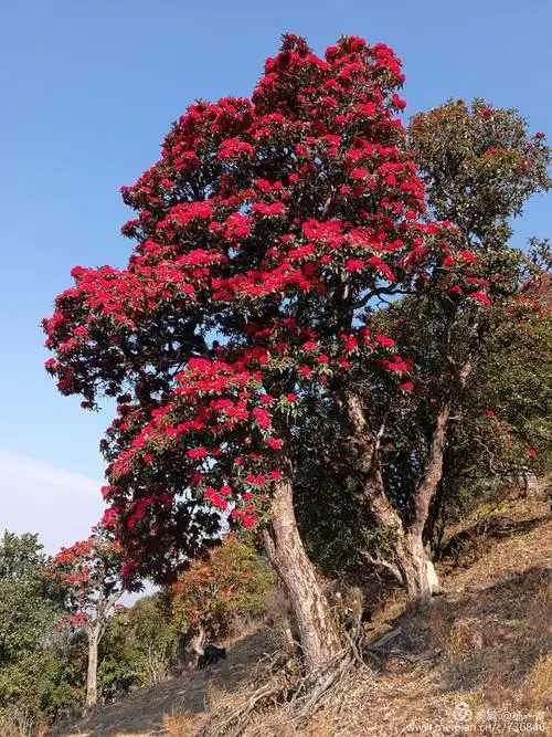 带你去看杜鹃花