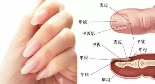 先说说指甲的形成过程,通俗地说,指甲从根部的「生产基地」,也就是