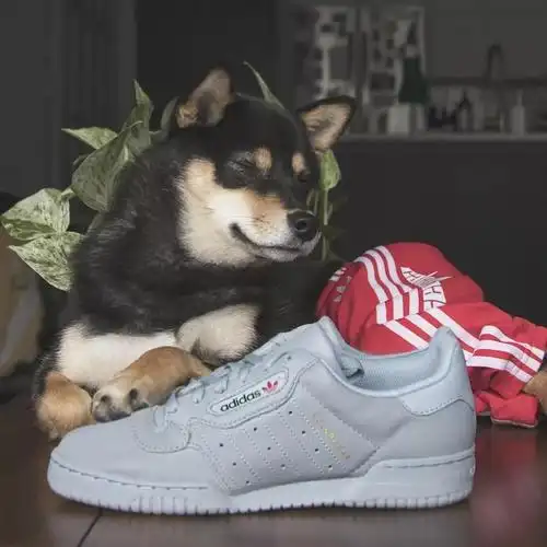 潮流圈最新鄙视链:我家的狗都比你潮.