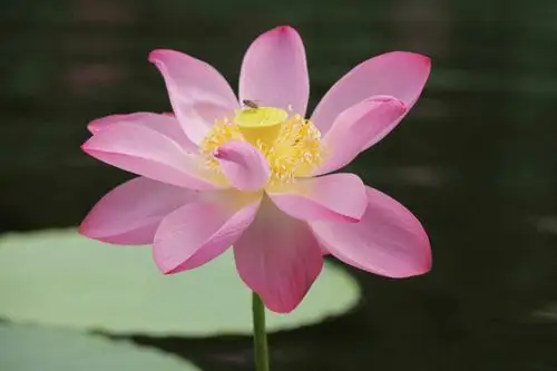 一坛莲花浮镜水 半壁玉榭映佛光 莲花仙境 玉佛寺