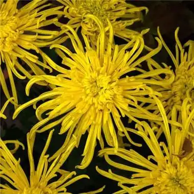 70后女微信头像菊花 女生头像图片大全 -【爱个性】