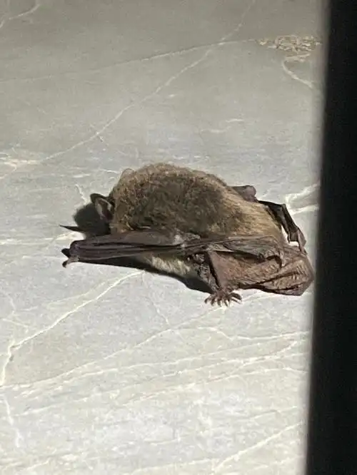 吓得我把窗户关上了#家里进蝙蝠