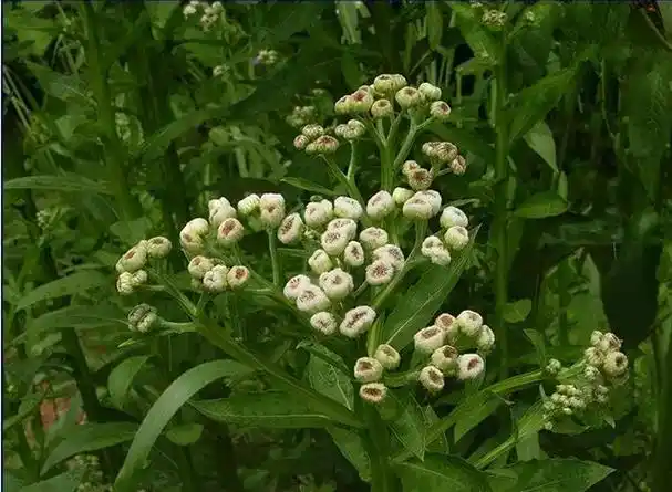 农村这种野草,农家人称"百草王",气味有些难闻,但价值很高