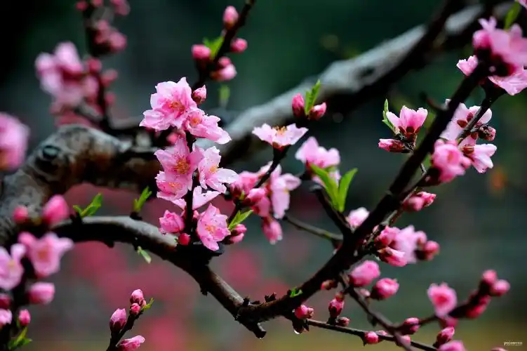赏桃花觅意_生态_poco摄影,随拍