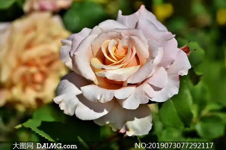 绽放的美丽玫瑰花特写摄影高清图片_大图网图片素材