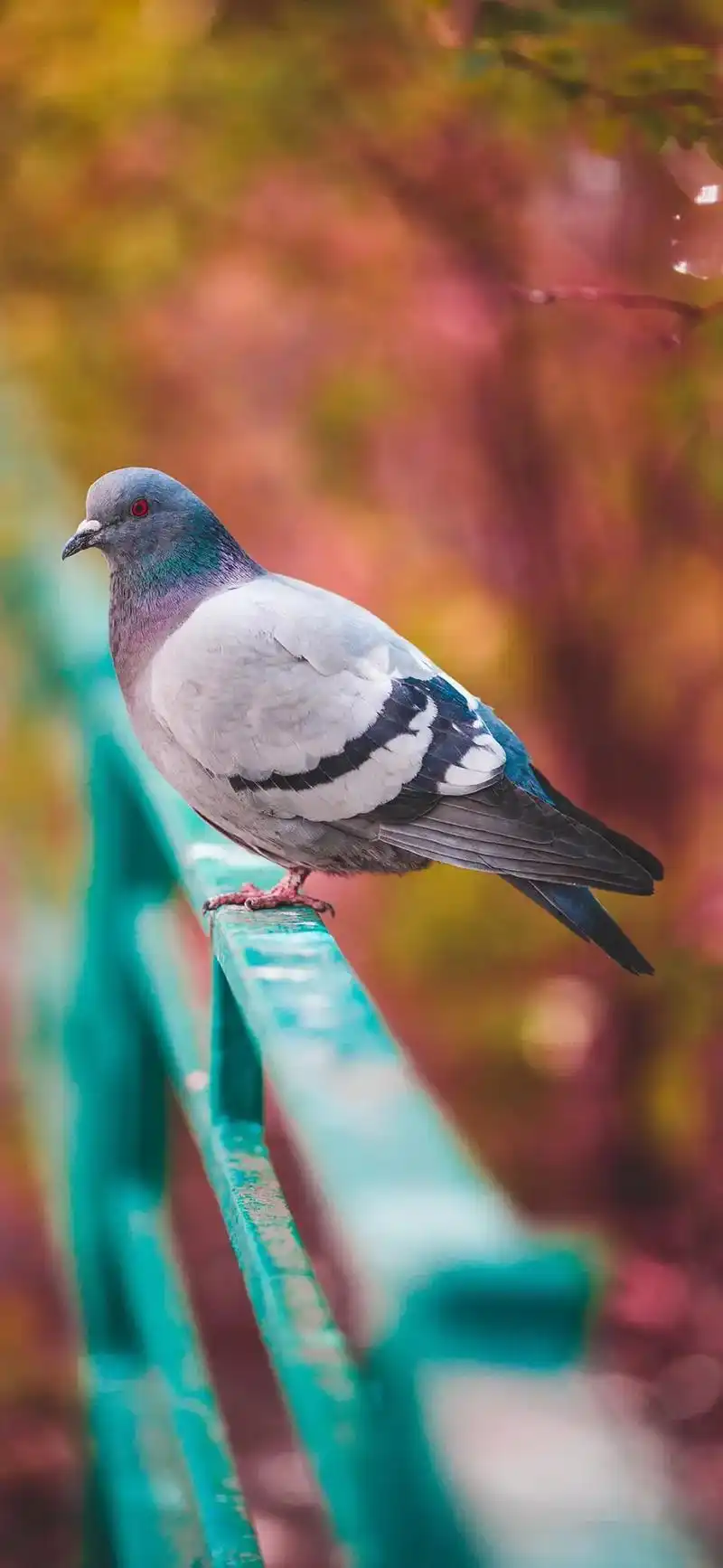 抖音图文来了 欣赏一下鸟的图片吧#保护鸟类 #爱护小动物  - 抖音