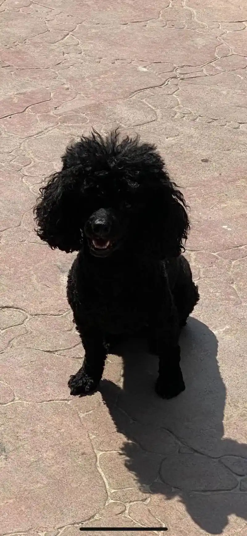 银川寻狗.银川市滨河新区1000寻找黑色泰迪宠物品种:泰迪  - 抖音