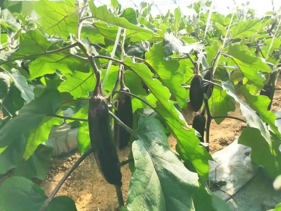 冬季用大棚种植茄子容易出现的问题根据实际情况进行处理