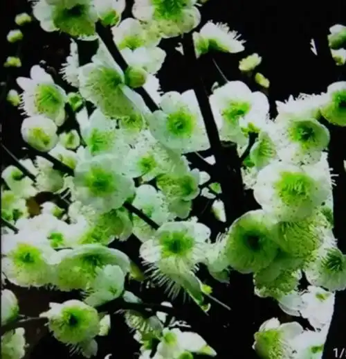 绿色梅花.