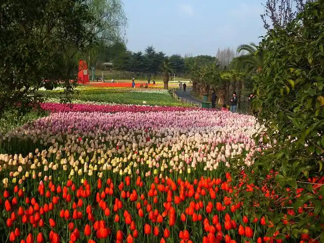 2017年新湖郁金香花愽会.作者:杨怡庆.(中国数码摄影家协会成员)2020