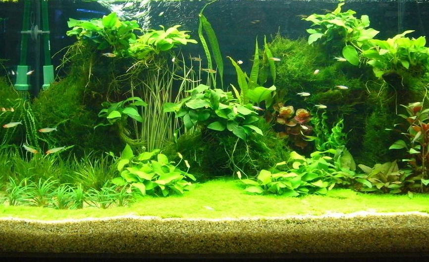 鱼缸造景,水草烂根该如何解决?我把方法告诉你