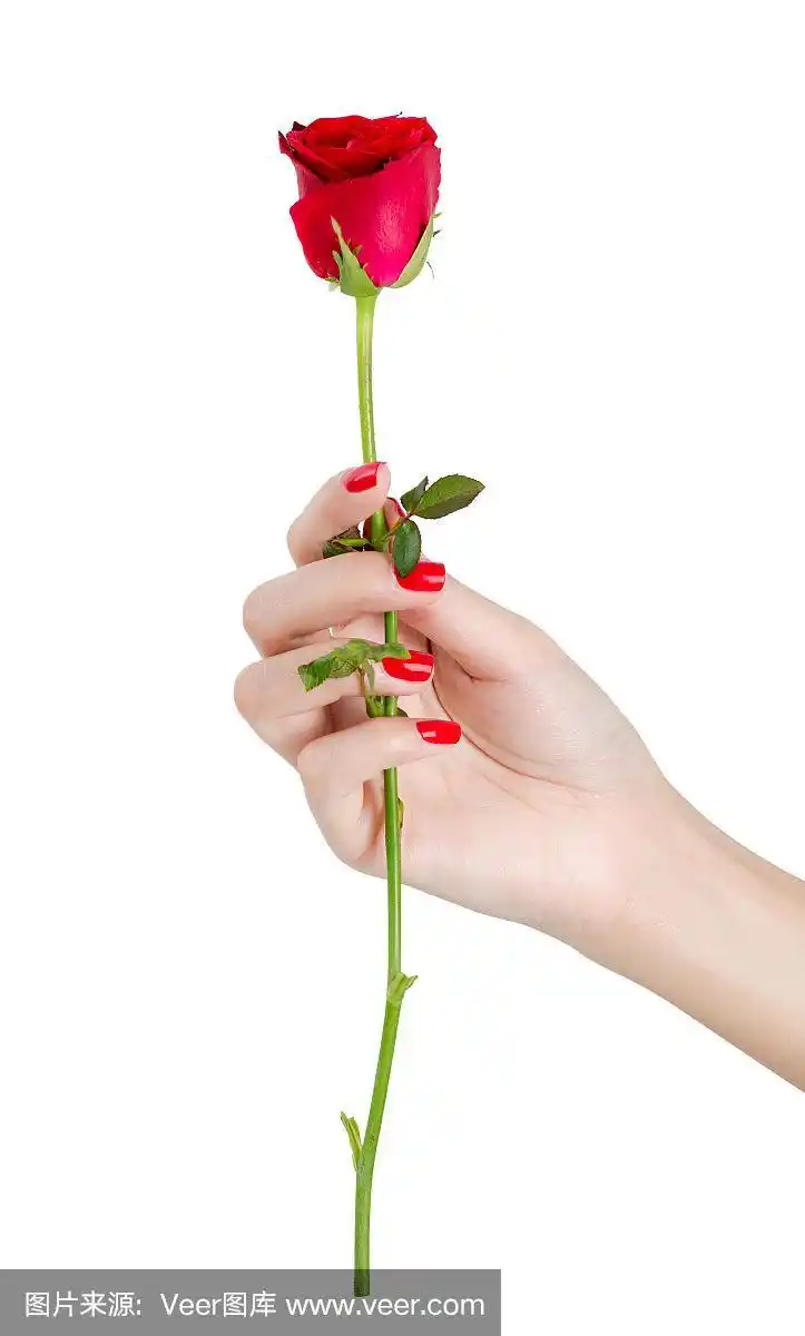 性感女人用红指甲捧着玫瑰.