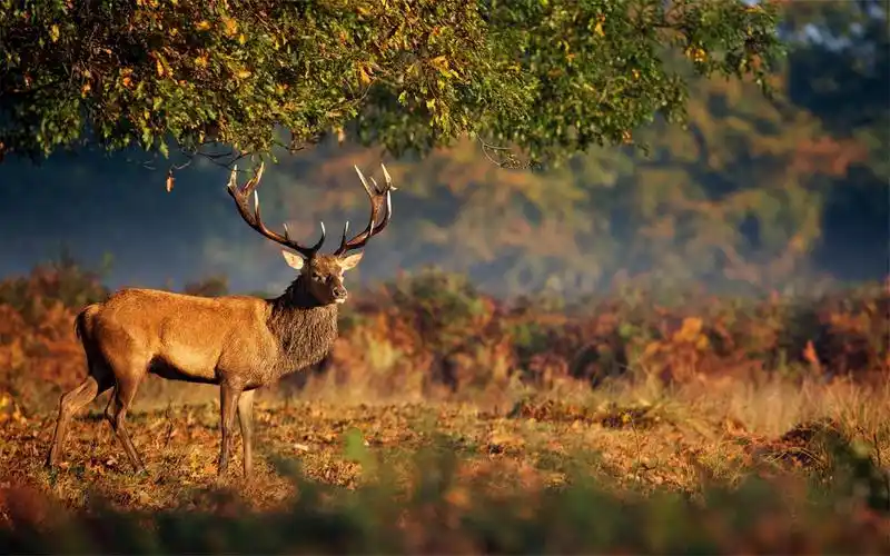 威武雄壮的麋鹿高清唯美逆光桌面壁纸第二辑-动物壁纸-壁纸下载-美桌