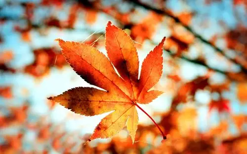 红色的枫叶,树,树枝,秋