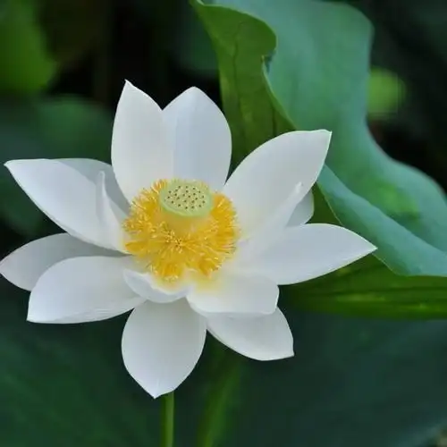 简单的头像干净大方