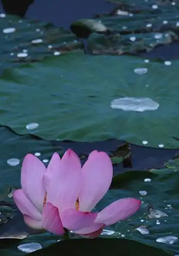 满池荷花的盛开,图片大全,高清,图库-回车桌面