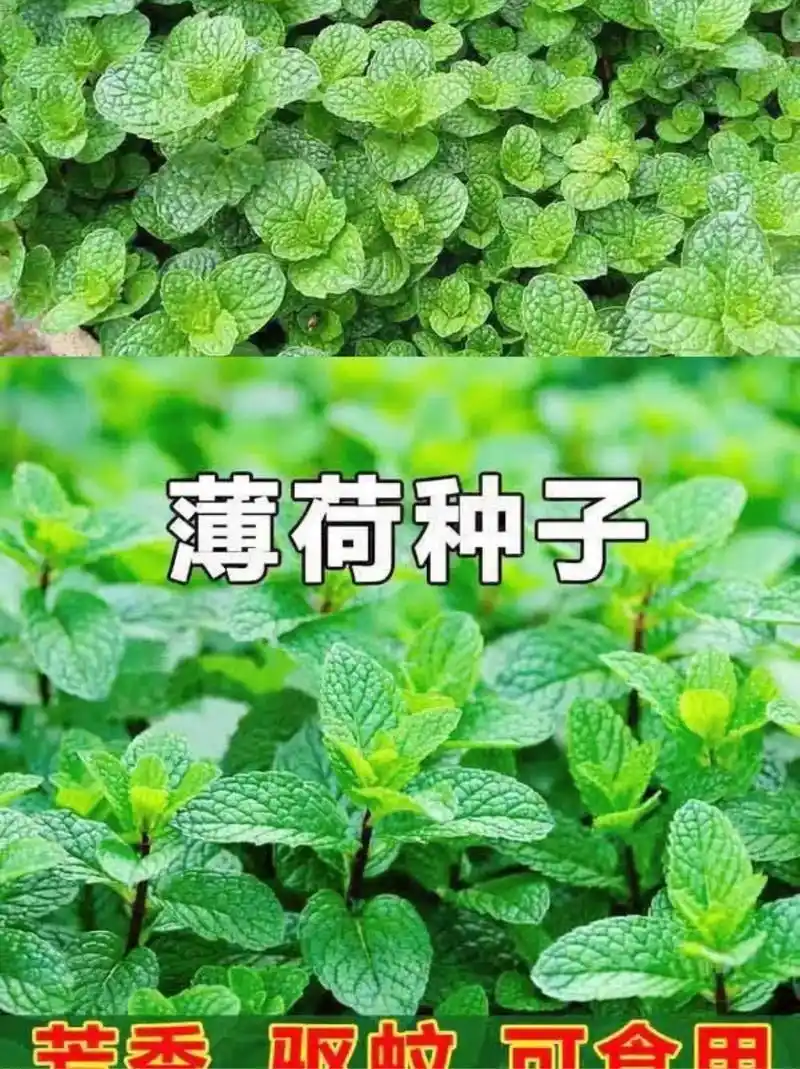 种上几颗薄荷,它可以煲汤可以泡茶还可以驱赶蚊虫炒着吃涮着吃都 - 抖