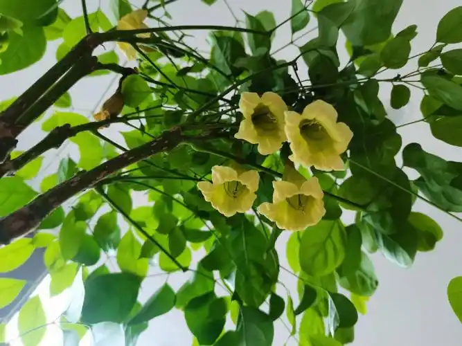 幸福树开花  #室内绿植