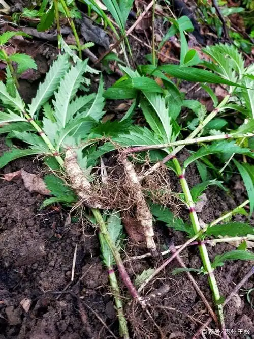 因为地参有很高的食用价值和药用价值.