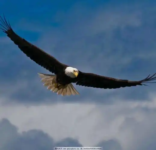 七绝～鹰 文/洋洋 大鹏展翅碧空飞, 不怕寒风暴雨吹.