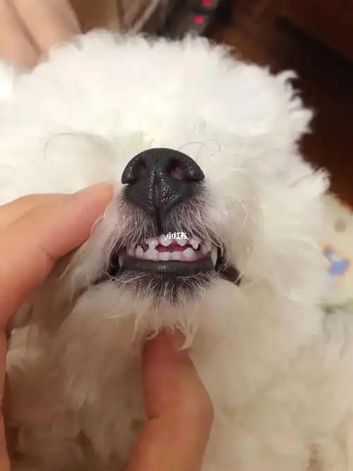 4个多月比熊换牙后续