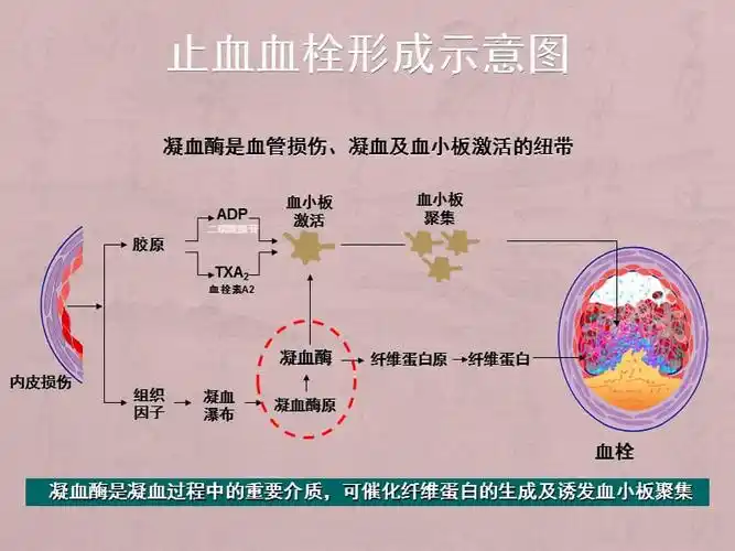 凝血机制与抗凝治疗