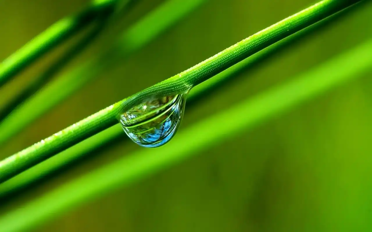 绿色护眼露珠高清图片桌面壁纸