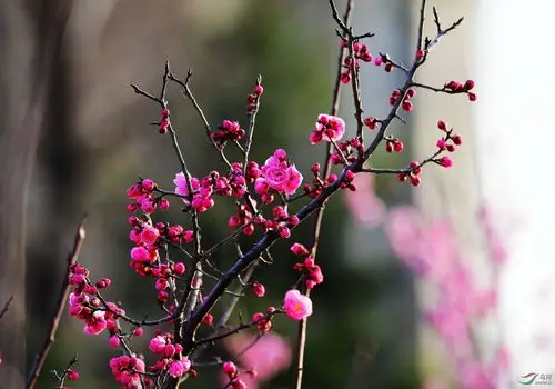 一树红梅向阳开