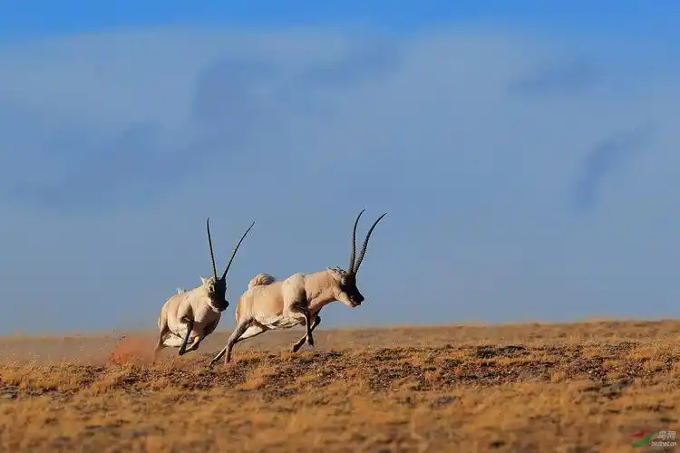 藏羚羊(贺获首页动物精华)