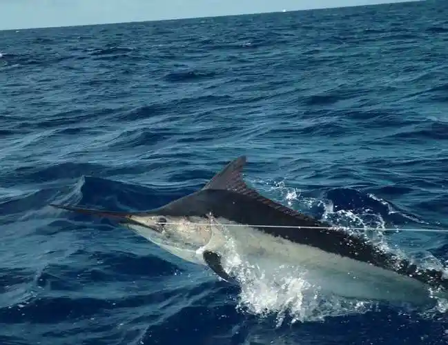 剑鱼:执利剑闯怒海,刺穿55厘米船板,连鲨鱼和人类也不放在眼里_猎物